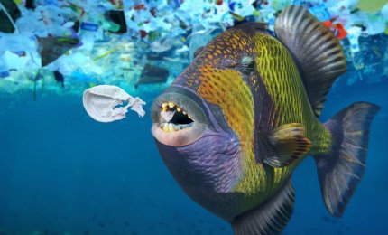 Easydive plastic free: love the sea